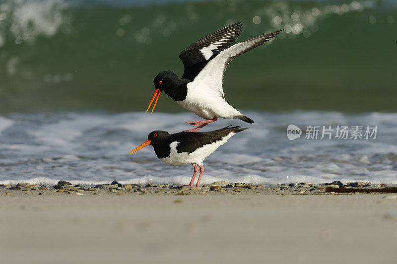 交配中的蛎鹬(ostralegus Haematopus)